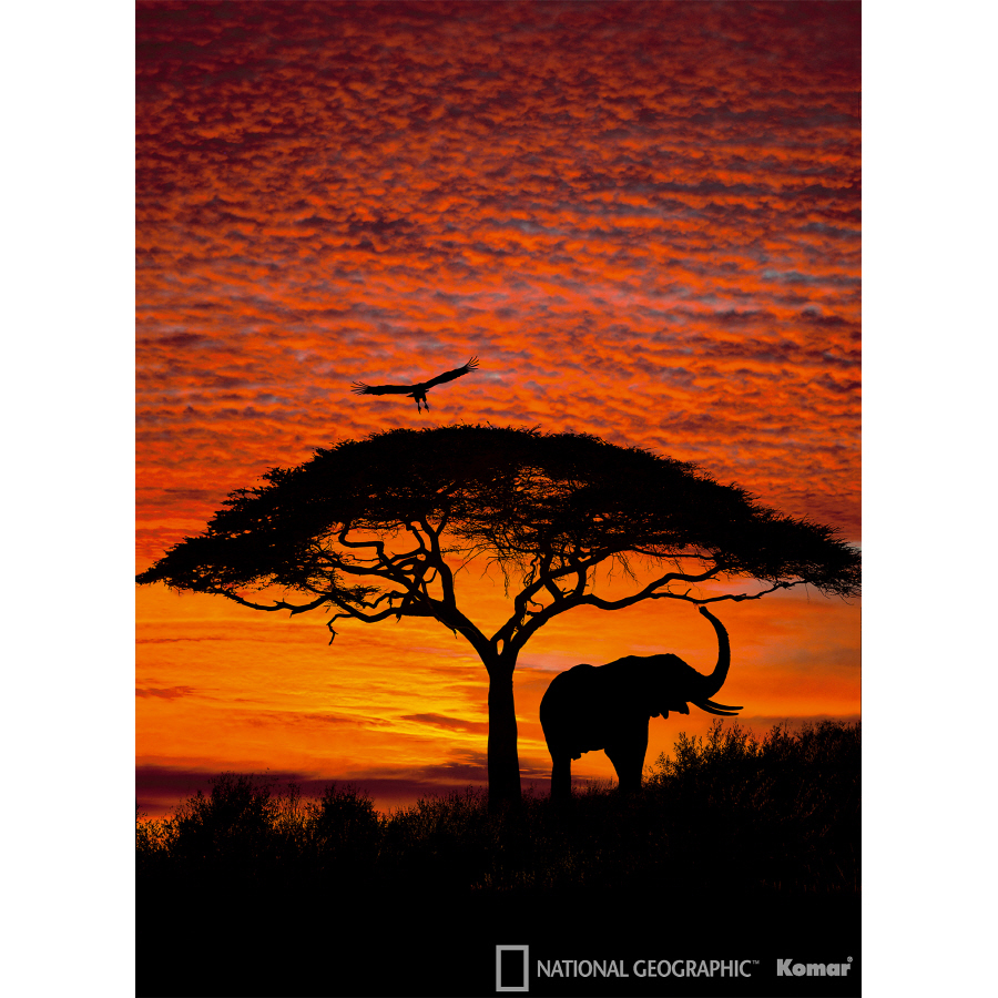 Brewster Wallcovering African Sunset Mural