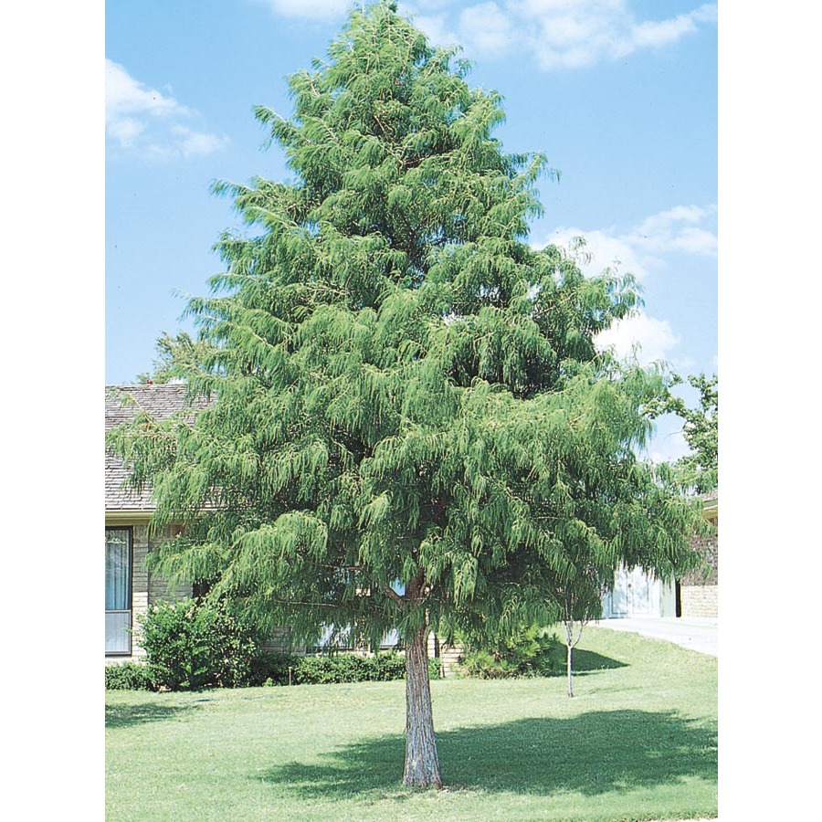 3.74 Gallon Bald Cypress (L3245)