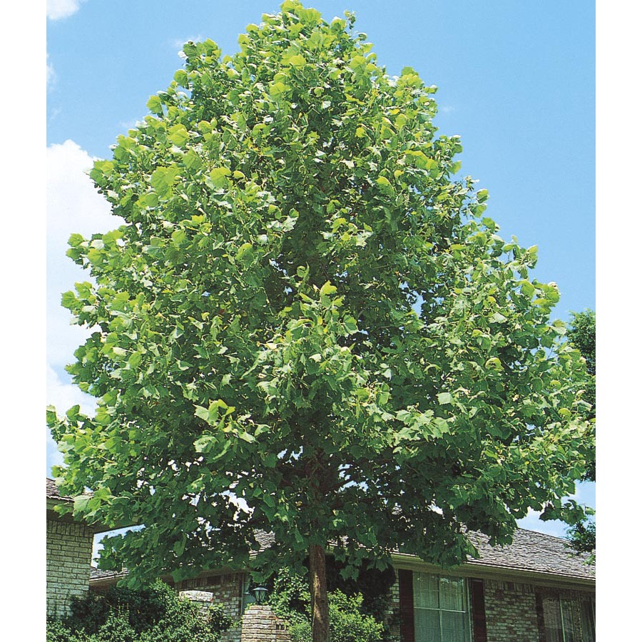 3.74 Gallon Sycamore Tree (L1049)