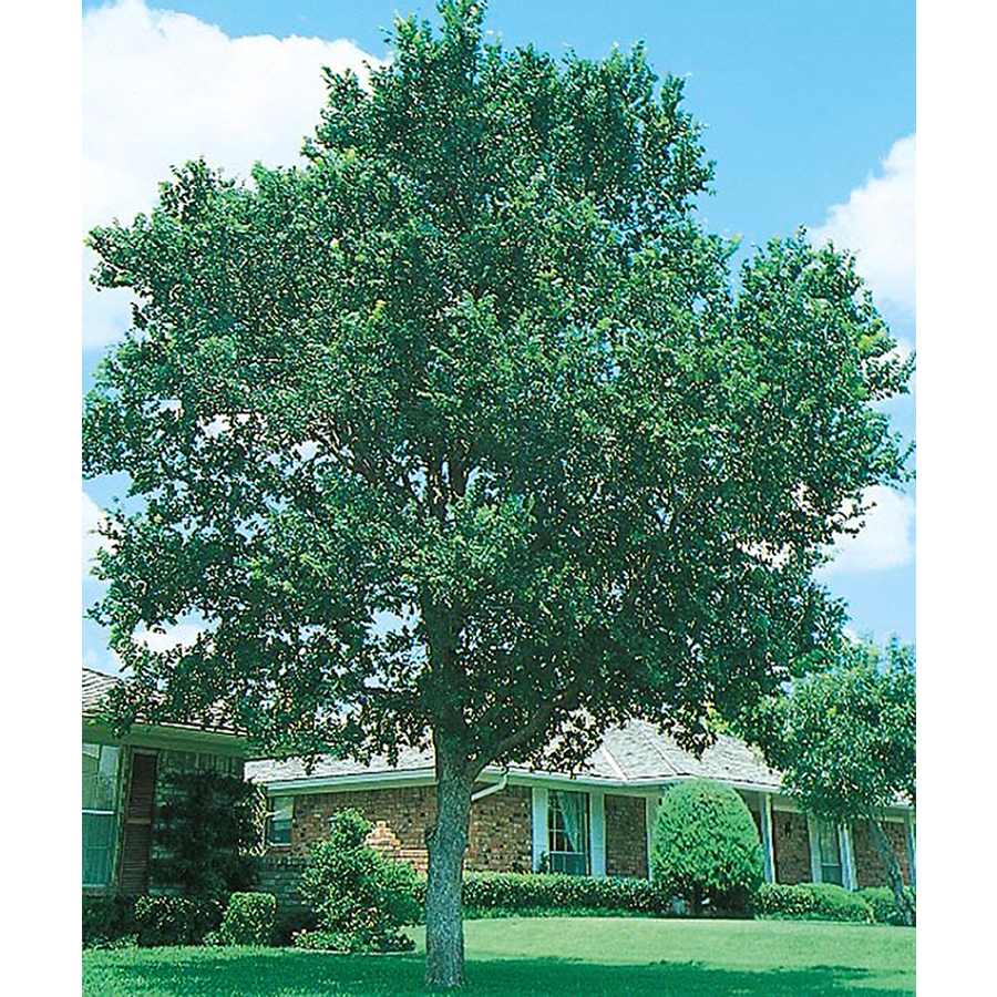 8.75 Gallon Cedar Elm (L1416)