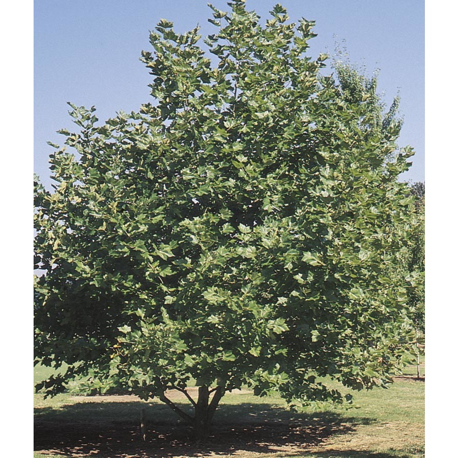 3.68 Gallon Mexican Sycamore (L24202)