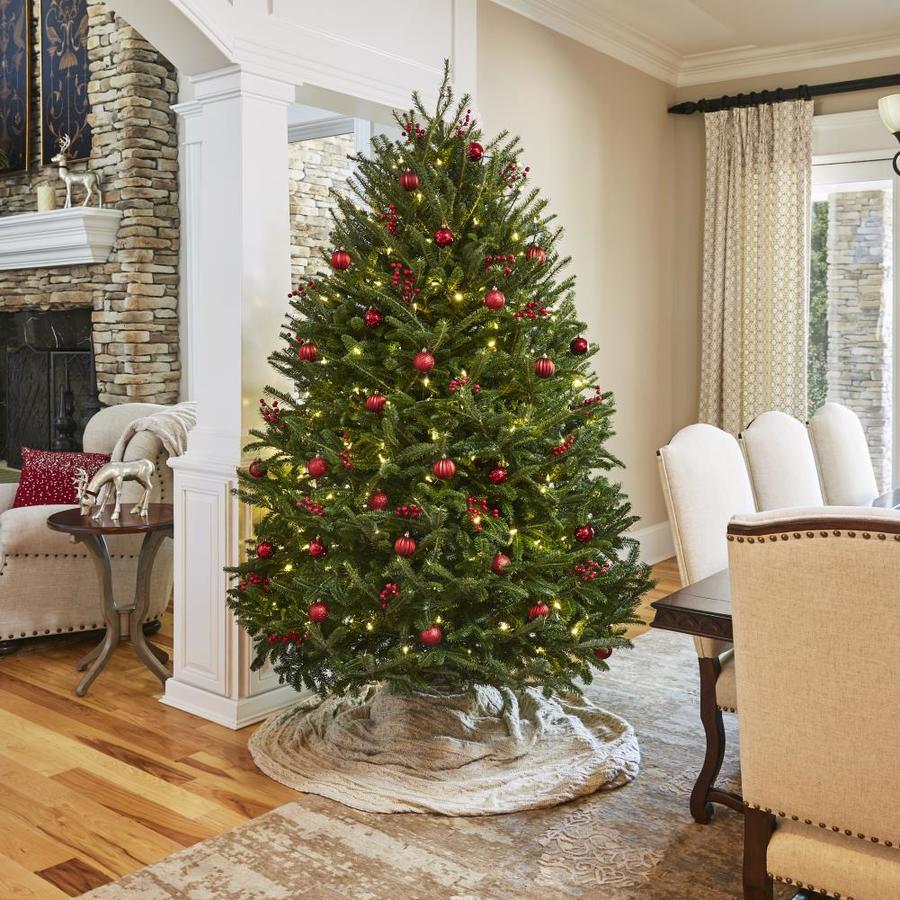 78 ft Fraser Fir Real Christmas Tree at