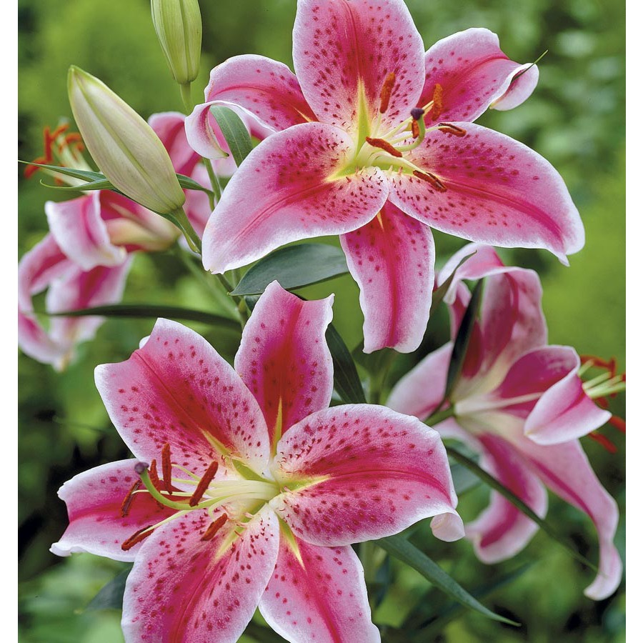 Shop Garden State Bulb 10-Pack Stargazer Oriental Lily Bulbs at Lowes.com