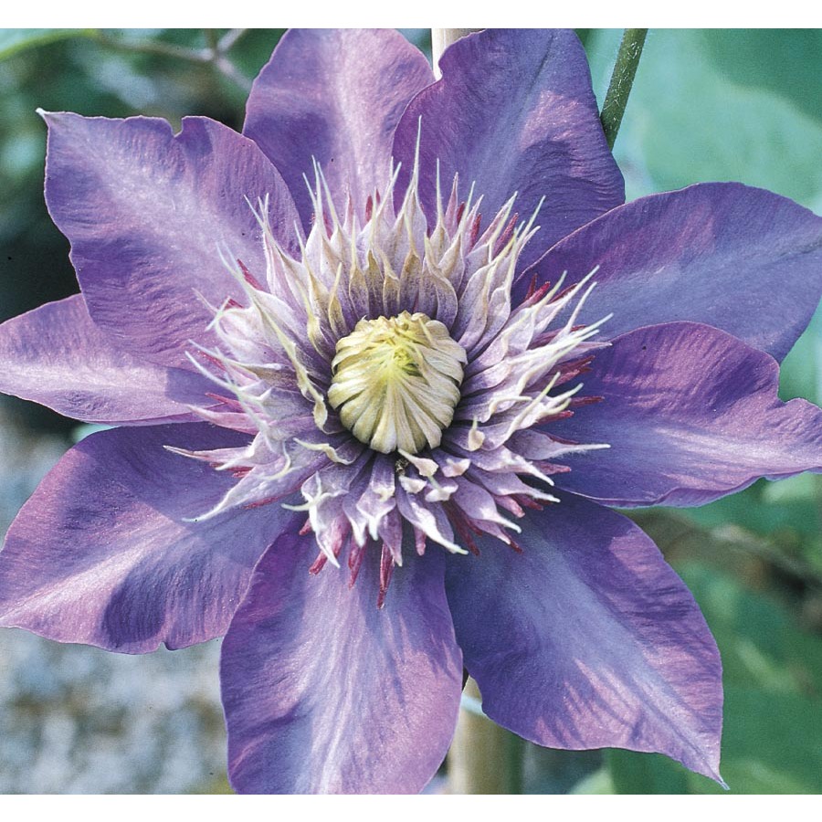 Garden State Bulb Multi Blue Clematis Bulb