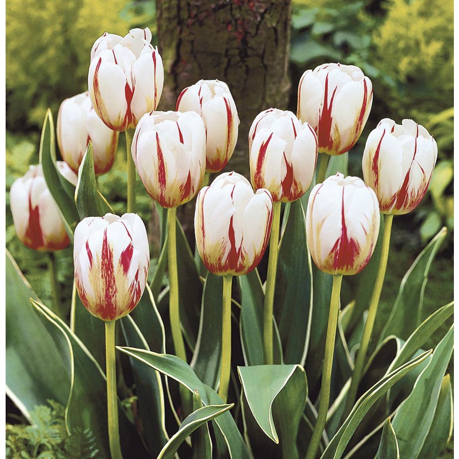 Garden State BulbGarden State Bulb Happy Generation Tulip Bulbs (Lb403