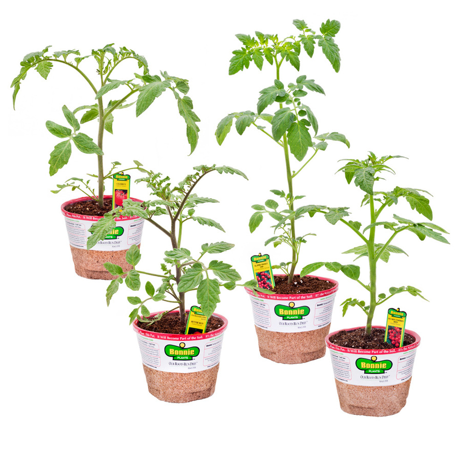 Bonnie 25 oz Celebrity Tomato, Better Boy Tomato, Husky Cherry Red Tomato, Sweet 100 Tomato Plant