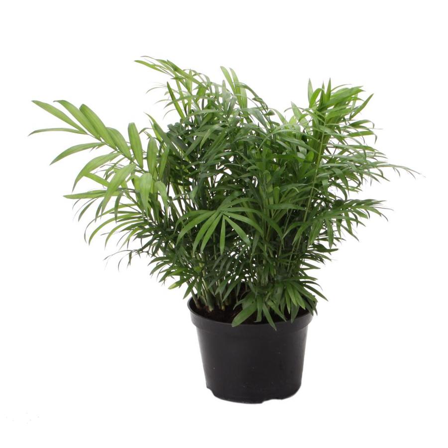 1.57 Quart Neanthe Bella Palm (L9791HP)