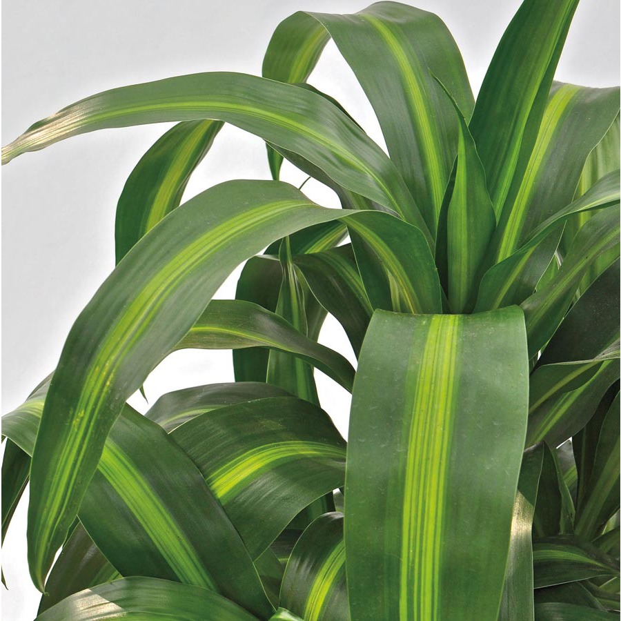 1.57 Quart Hawaiian Sunshine Dracaena (L25774HP)