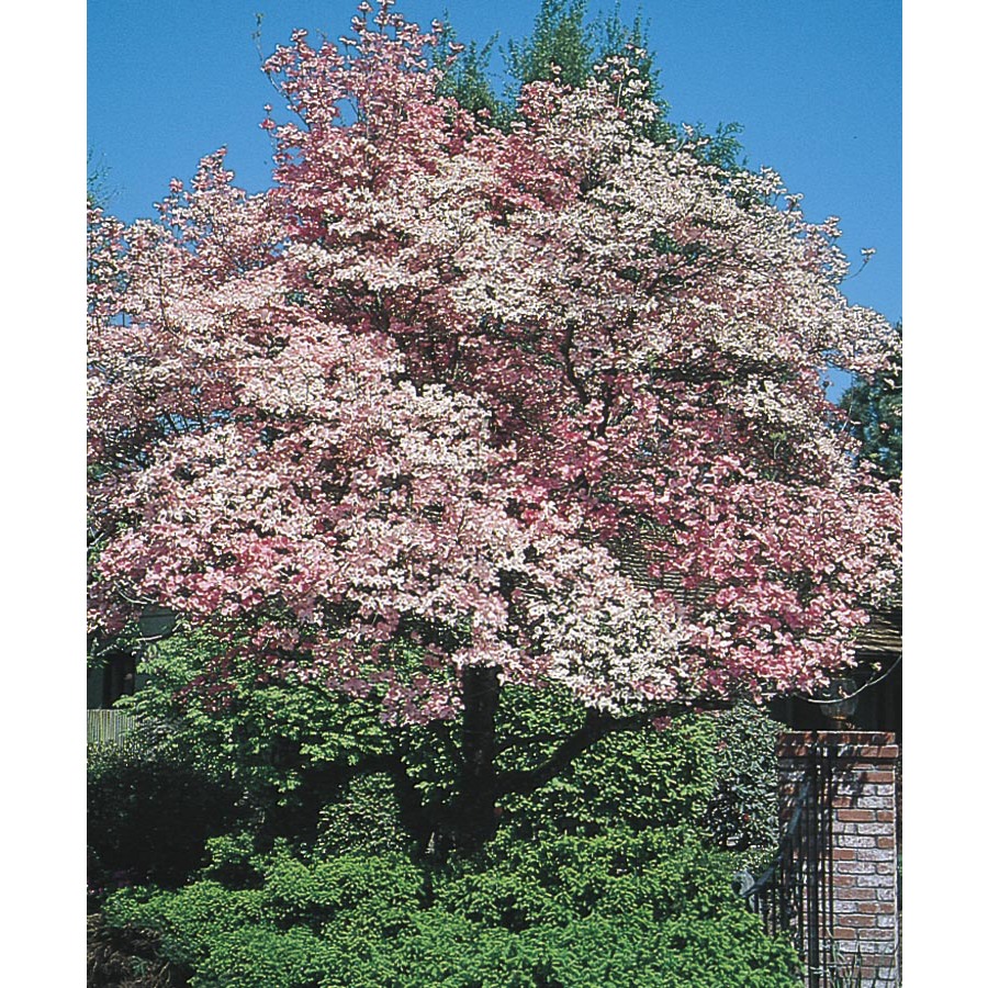 5.98 Gallon Red Flowering Dogwood (L1022)