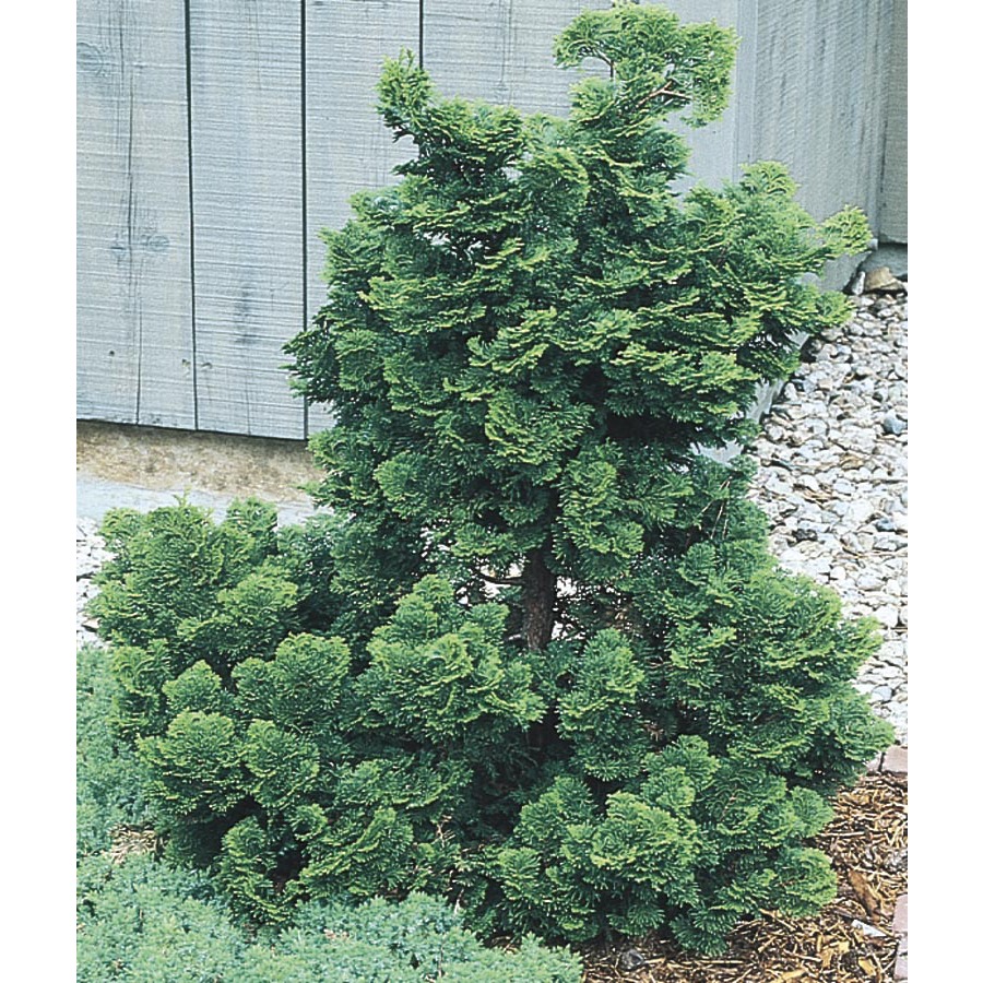 3.63 Gallon Insignificant Dwarf Hinoki Falsecypress (L6744)