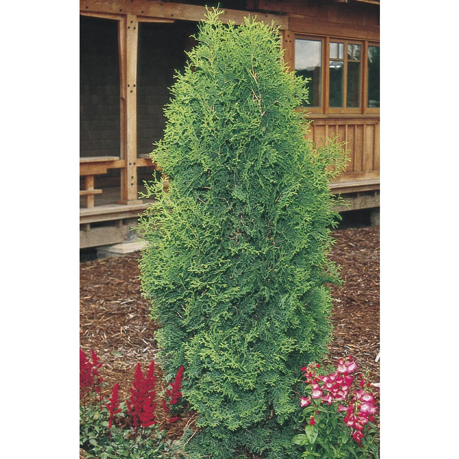 5.98 Gallon Flowers BrandonS Arborvitae (L6241)