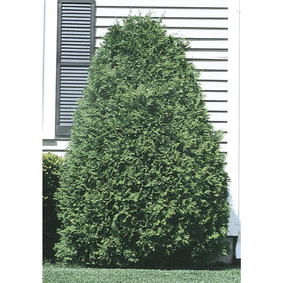 5.98 Gallon Flowers Techny Arborvitae (L3949)