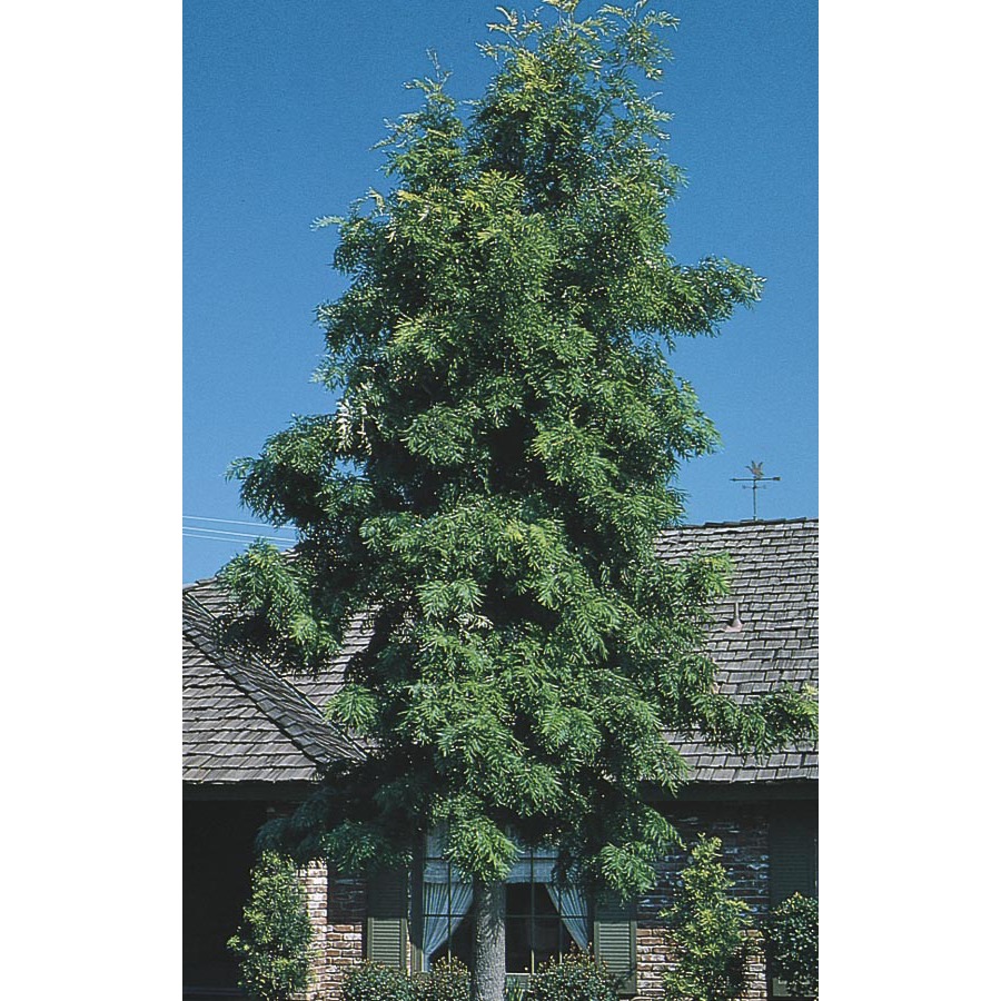 Village Nurseries 2.84 Quart Silk Oak Tree (L6315)