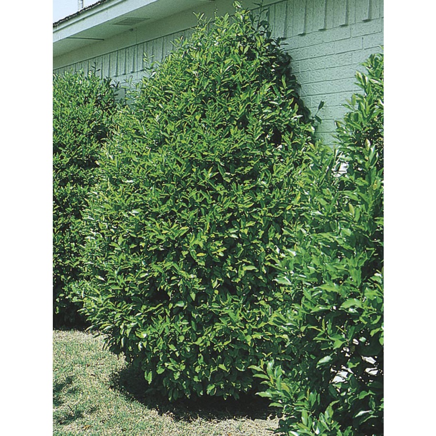 2.84 Quart Carolina Cherry Laurel (L11188)