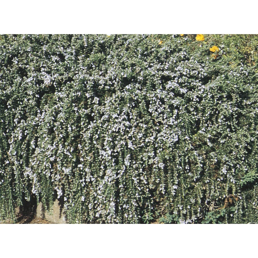 2.84 Quart Blue Ingrams Rosemary Accent Shrub (L14627)