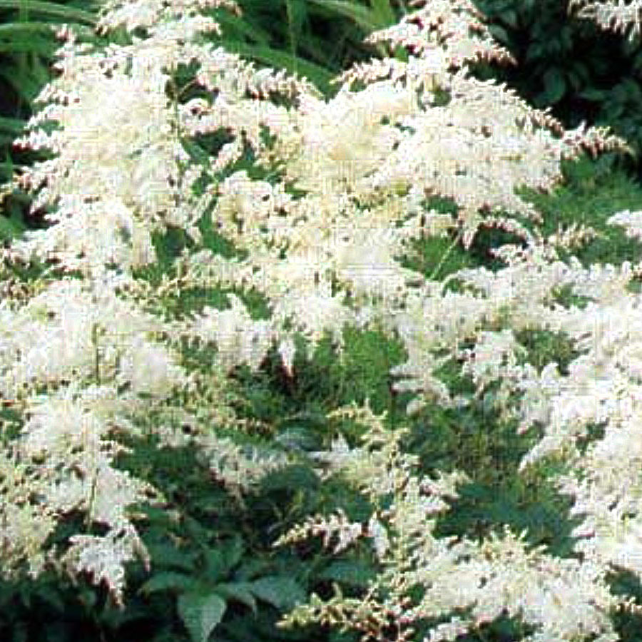 1 Gallon Deutschland Astilbe