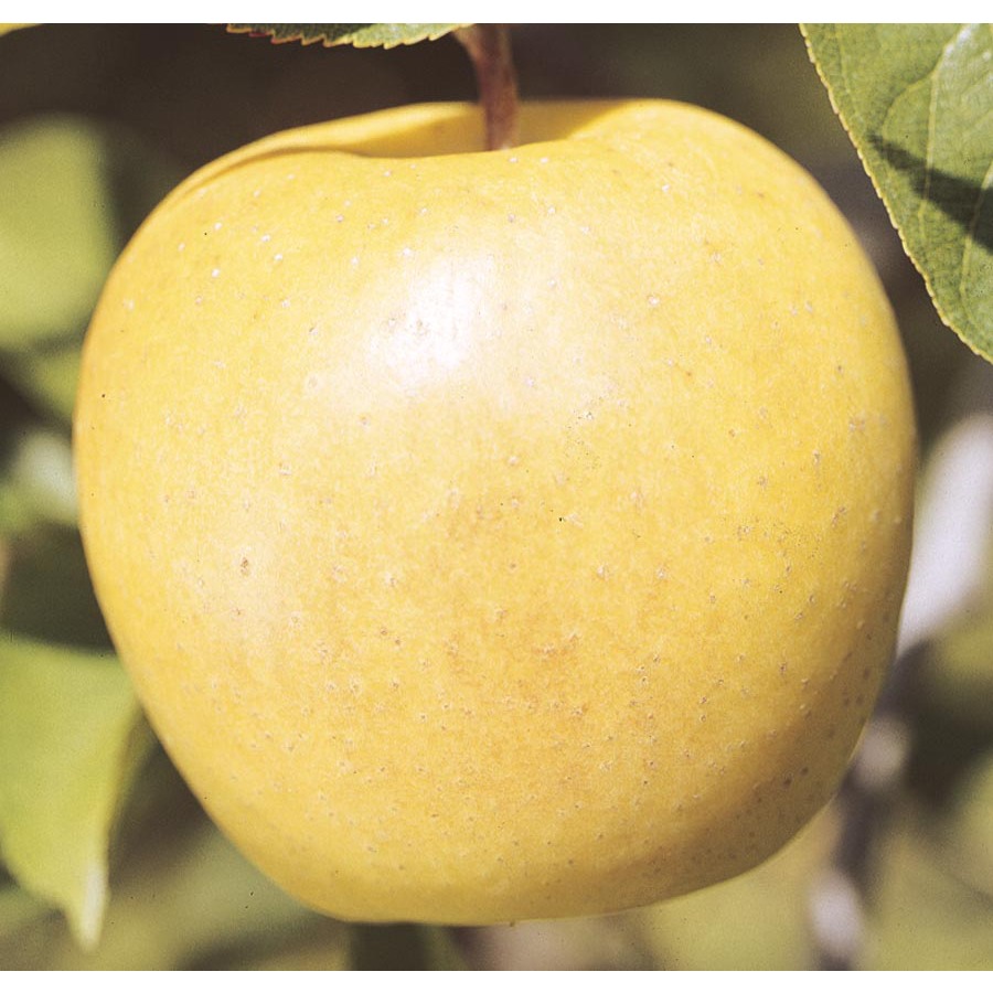 3.74 Gallon Yellow Delicious Apple Tree (L3207)