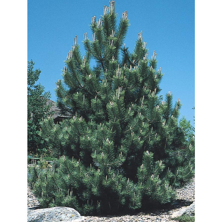 12.68 Gallon Austrian Black Pine (L3618)