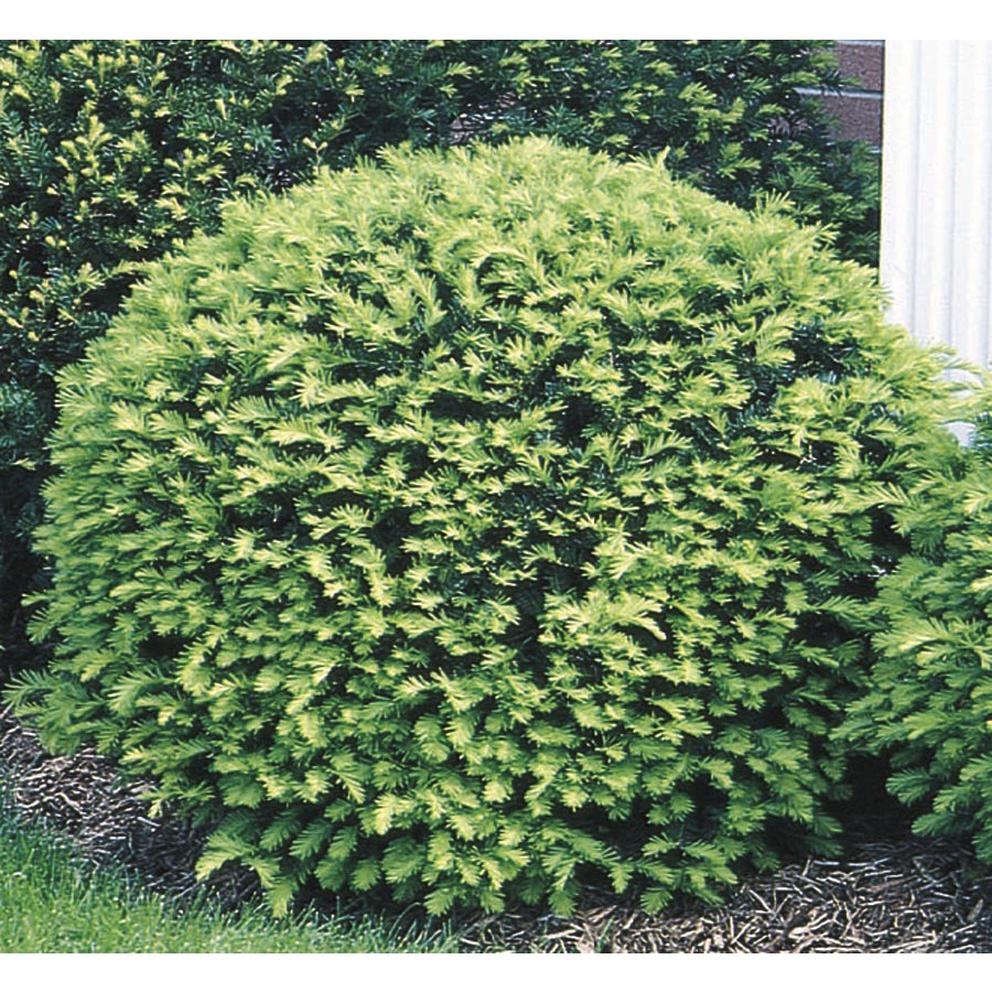 3.63 Gallon Insignificant Globe Yew (L4606)