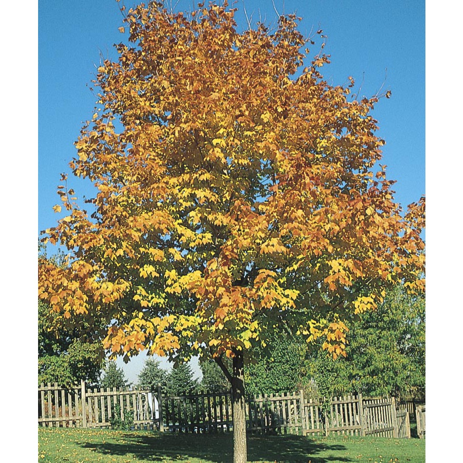 12.68 Gallon Green Mountain Sugar Maple (L1155)