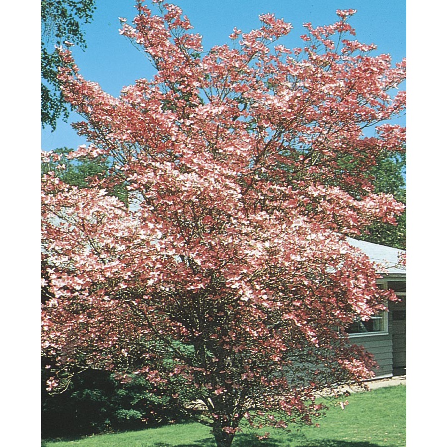 3.63 Gallon Cherokee Brave Dogwood (L1027)