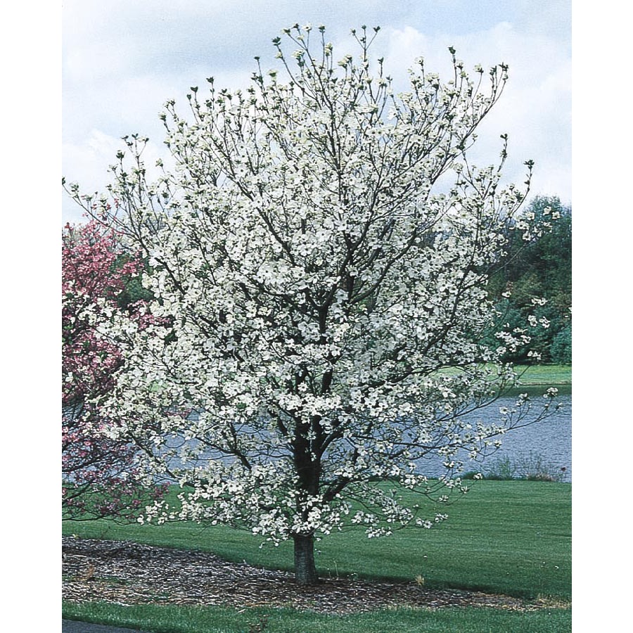 3.63 Gallon Cherokee Princess Dogwood (L7329)