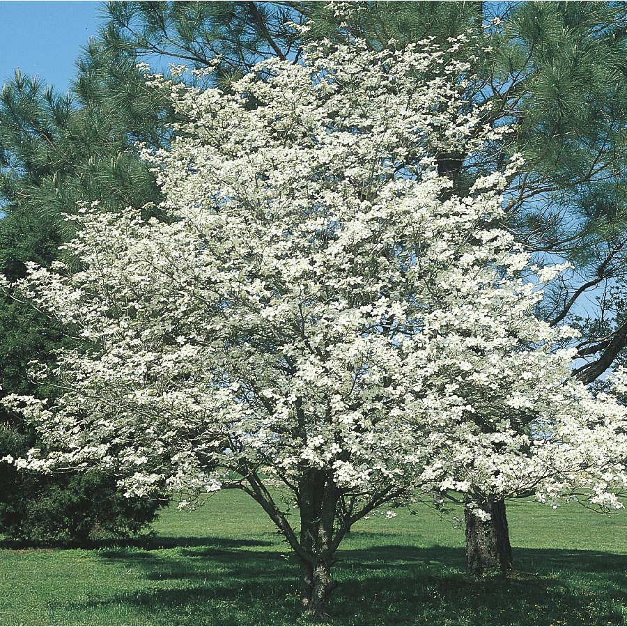 3.63 Gallon White Dogwood (L1053)