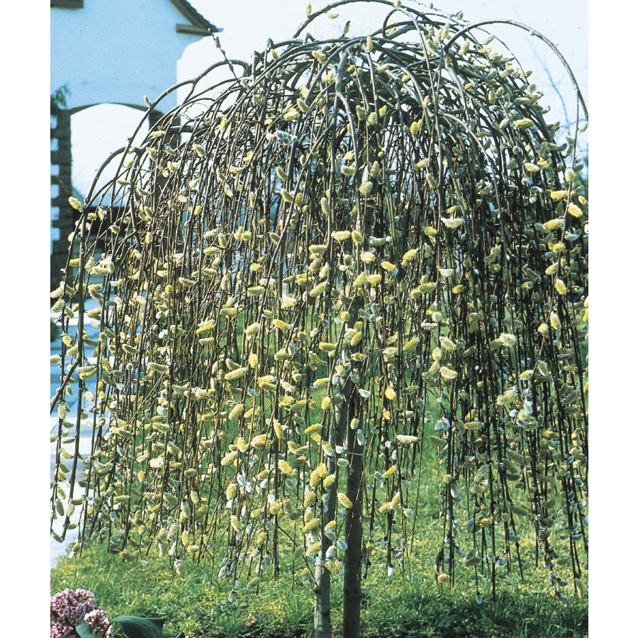 Loja 6-galÃ£o amarelo chorando Pussy Willow Tree (LW01654) em Lowes.com