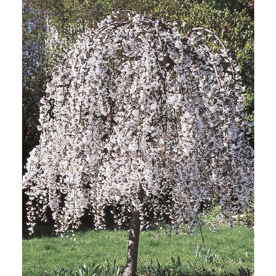 7.96 Gallon White Weeping Cherry (L3232)