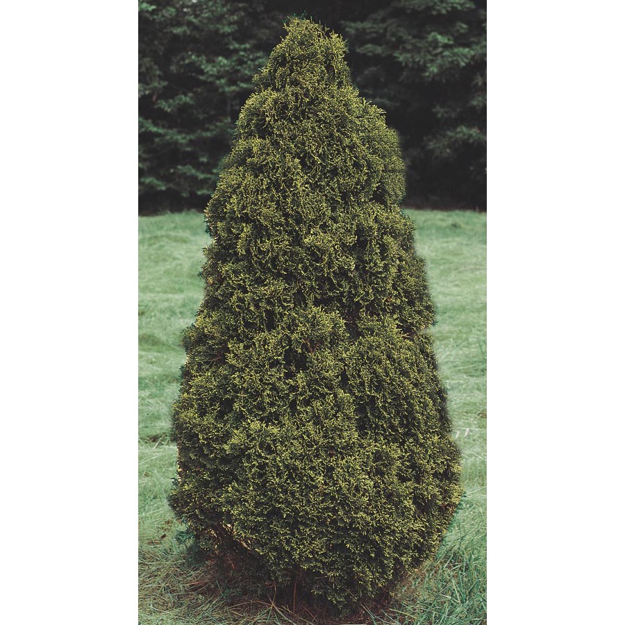 7.96 Gallon Insignificant Holmstrup Arborvitae (L7243)