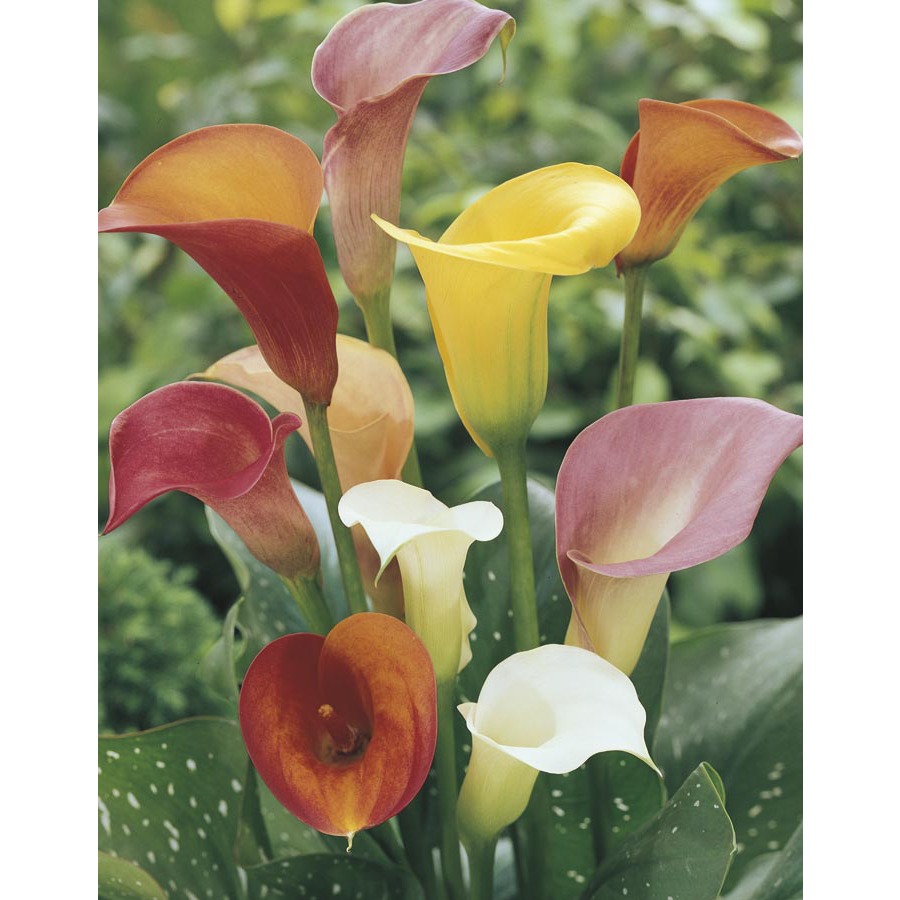Lowe's in Calla Lily (Mixed) (Lw00678) | NURSERY