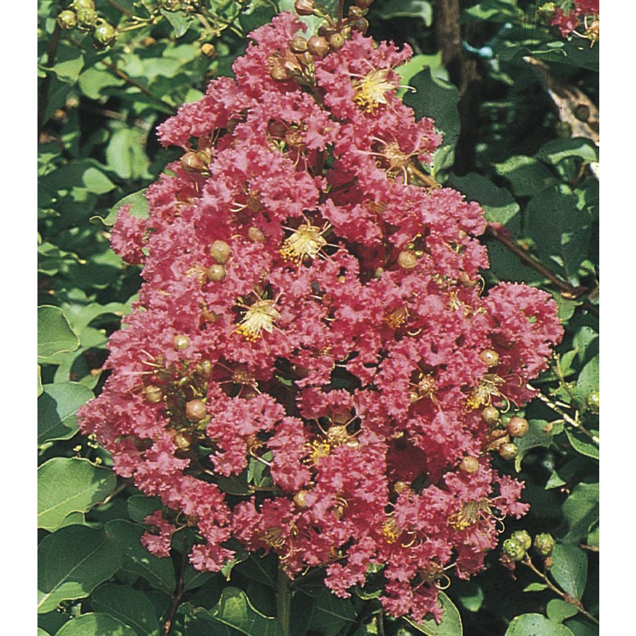 10.25 Gallon Pink Tuscarora Crape Myrtle (L1361)