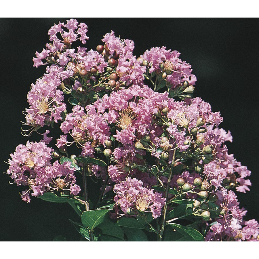 11.85 Gallon Lavender Zuni Semi Dwarf Crape Myrtle (L11190)