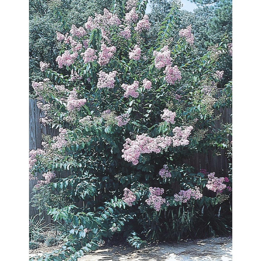 11.85 Gallon Lavender Muskogee Crape Myrtle (L1367)