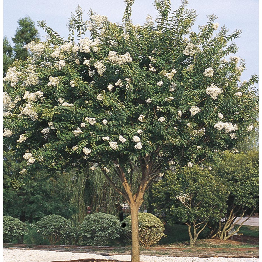 11.85 Gallon White Natchez Crape Myrtle (L1229)