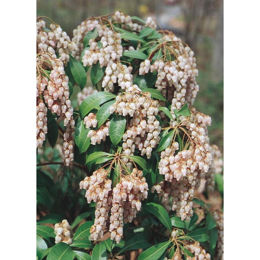 2.58 Gallon Mixed Japanese Pieris (L5402)