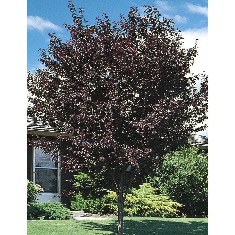 12.68 Gallon Thundercloud Flowering Plum (L3215)