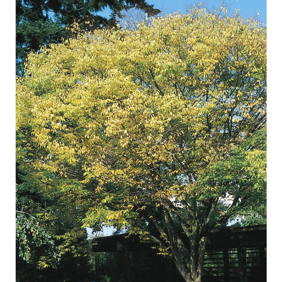 3.63 Gallon Japanese Zelkova (L7761)