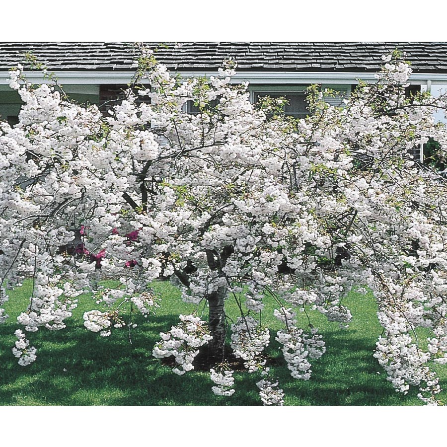 12.68 Gallon Snow Goose Flowering Cherry (L6720)