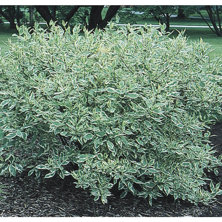 3.63 Gallon White Variegated Dogwood (L6198)