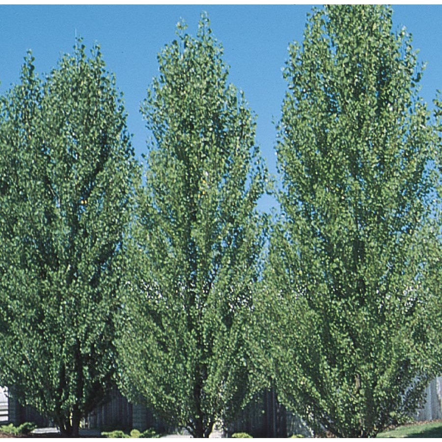 3.63 Gallon Lombardy Poplar (L4389)