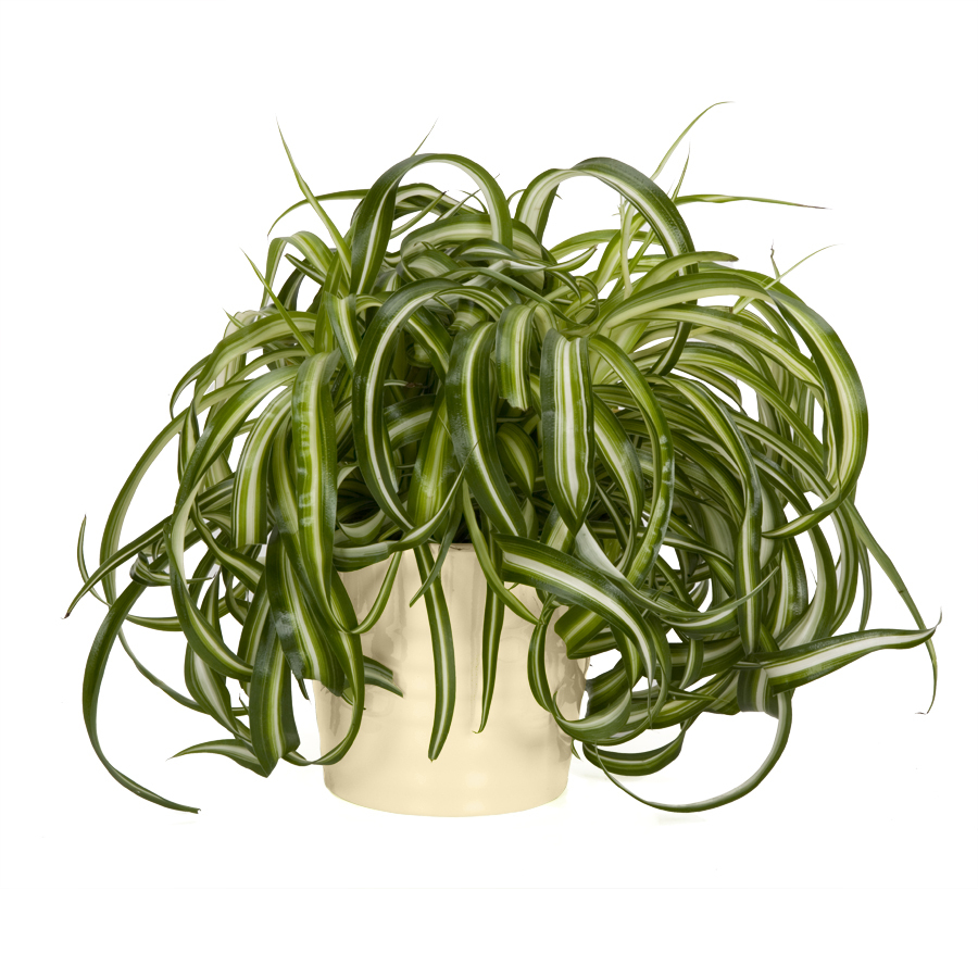 Exotic Angel Plants Spider Plant in 1.45 Quart Ceramic Tabletop Planter