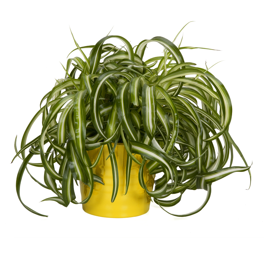 Exotic Angel Plants Spider Plant in 1.45 Quart Ceramic Tabletop Planter