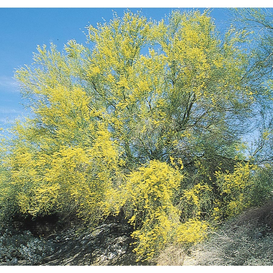 108.34 Gallon Sonoran Palo Verde (L4008)