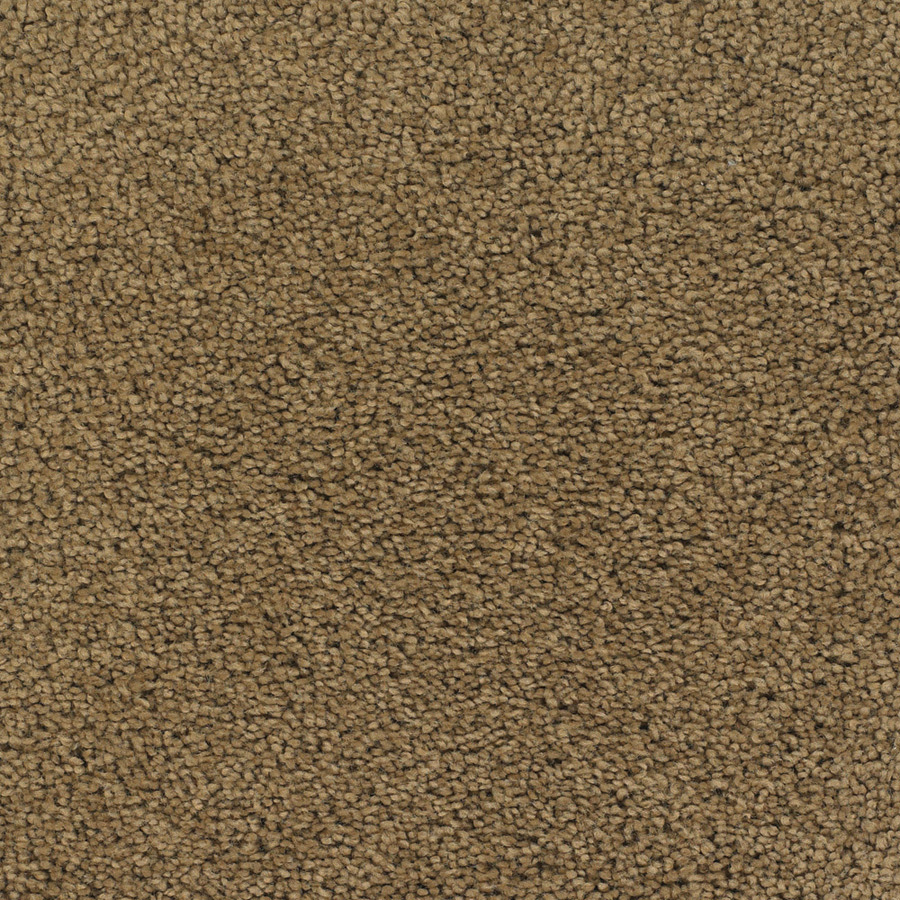 Dixie Group Trusoft Chimney Rock Brown Textured Indoor Carpet